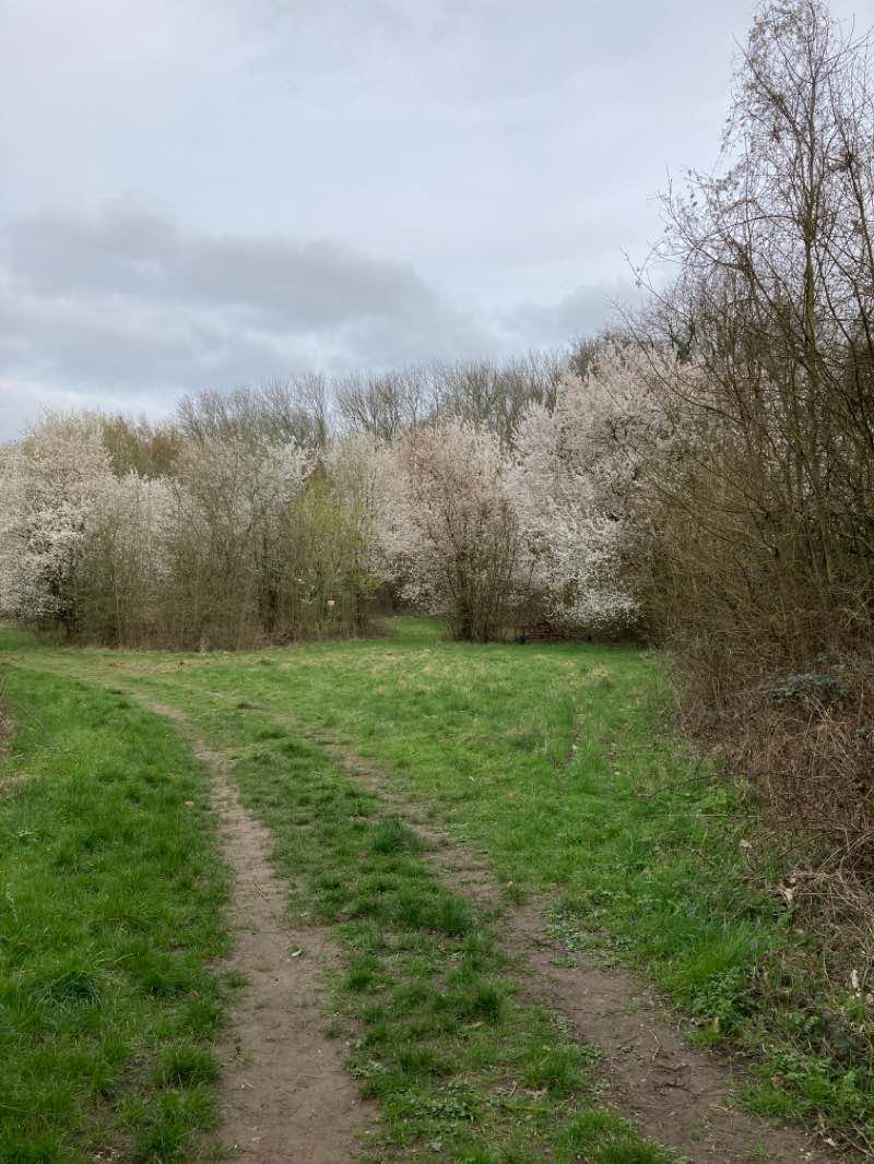 walking near me in Pauls Cray Hill Park in winter