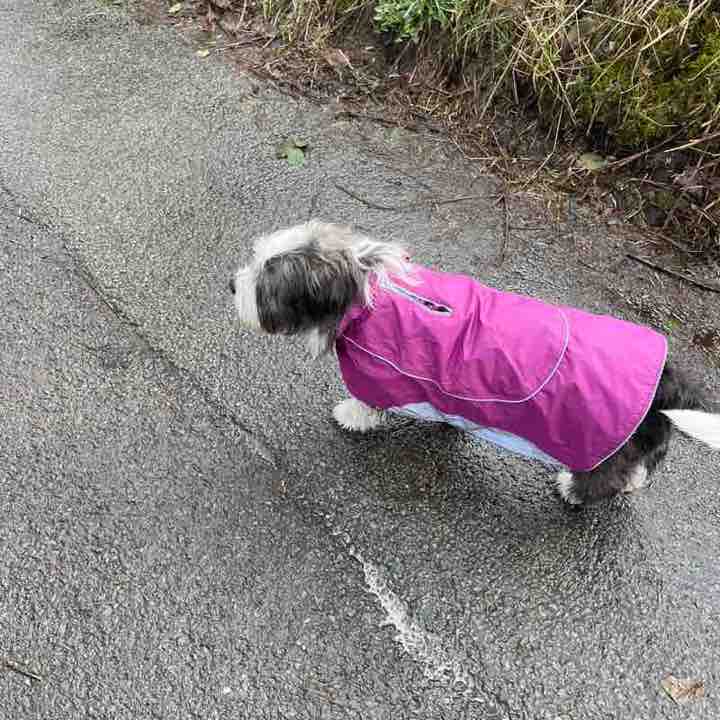 🐾 Catherine & Denny 🐾 post 2