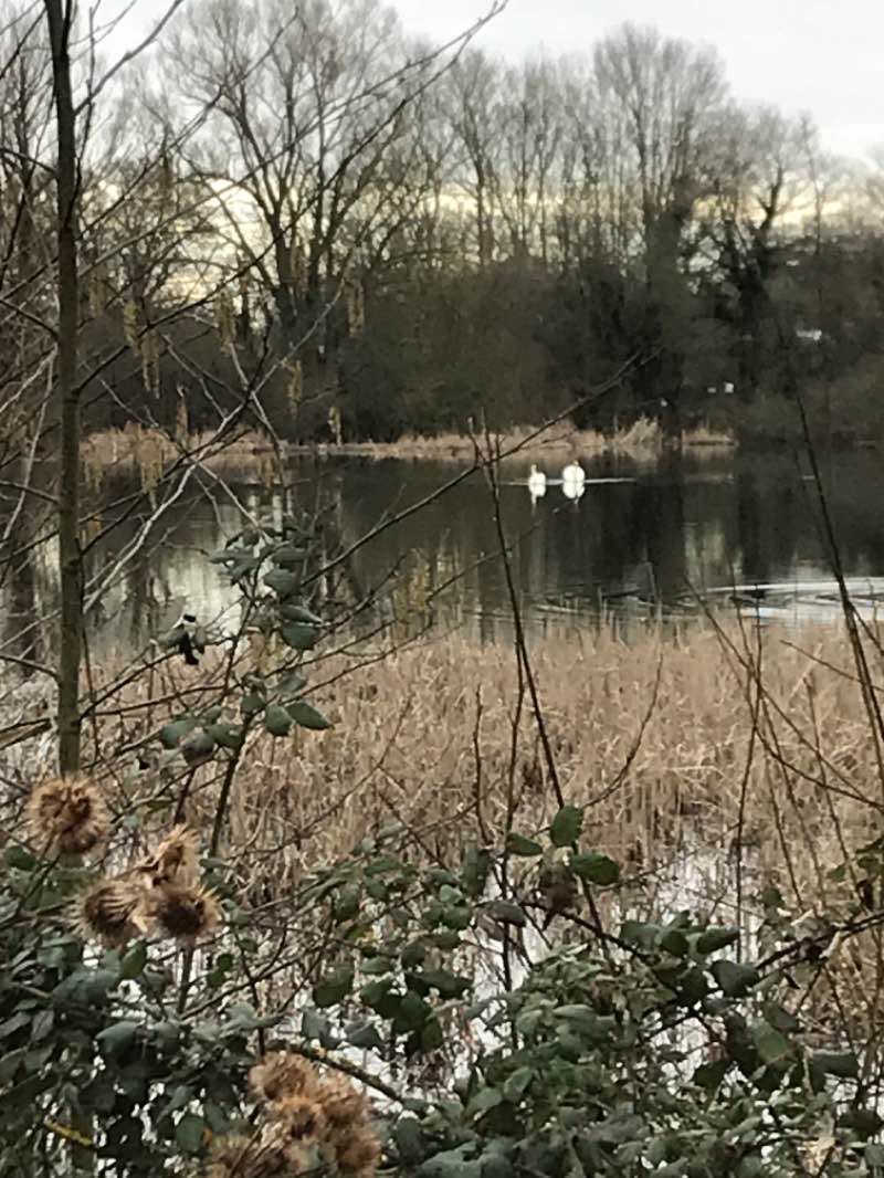 walking near me in Barnwell Country Park in winter