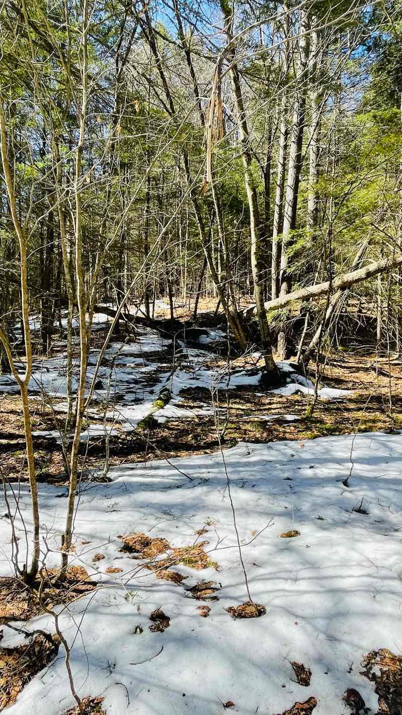 walking near me in Connecticut Hill Wildlife Management Area in winter
