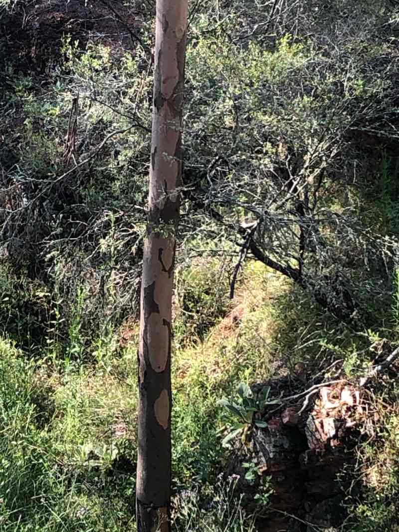 walking near me in Burning Mountain Nature Reserve in summer