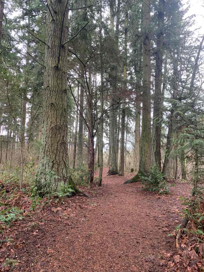 walking near me in Rood Bridge Park in winter