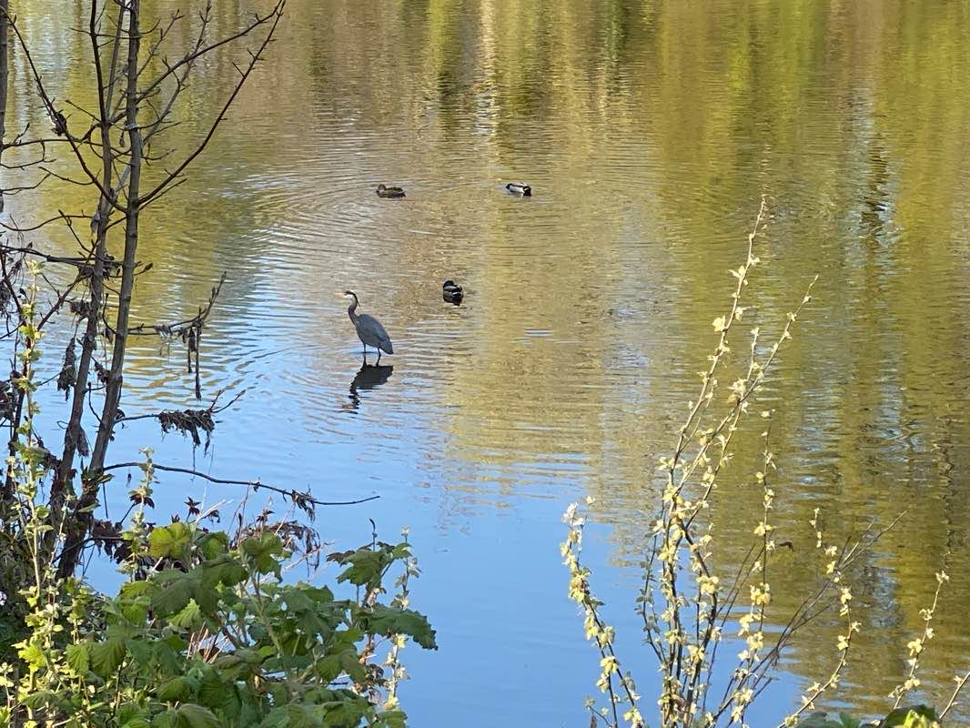walking near me in Plasturton Gardens in winter