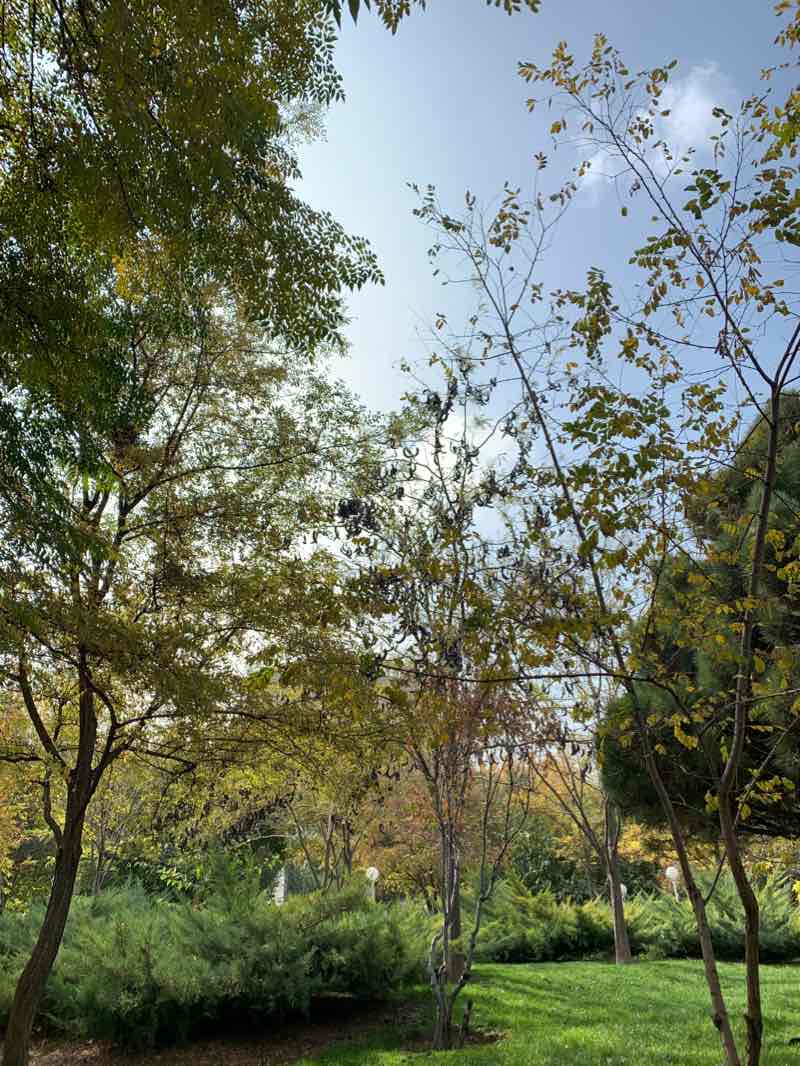 walking near me in Kooh Sangi Park in winter