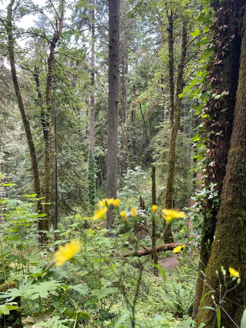 walking near me in Macleay Park in winter