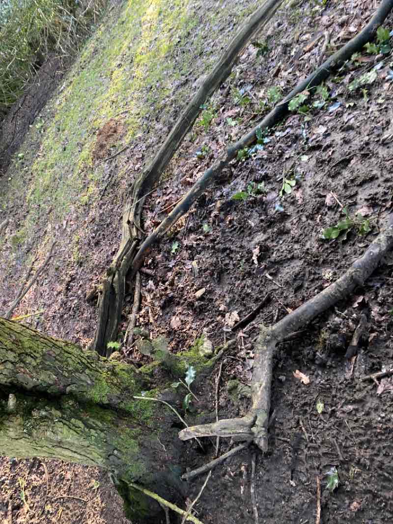 walking near me in Burley House Field in winter