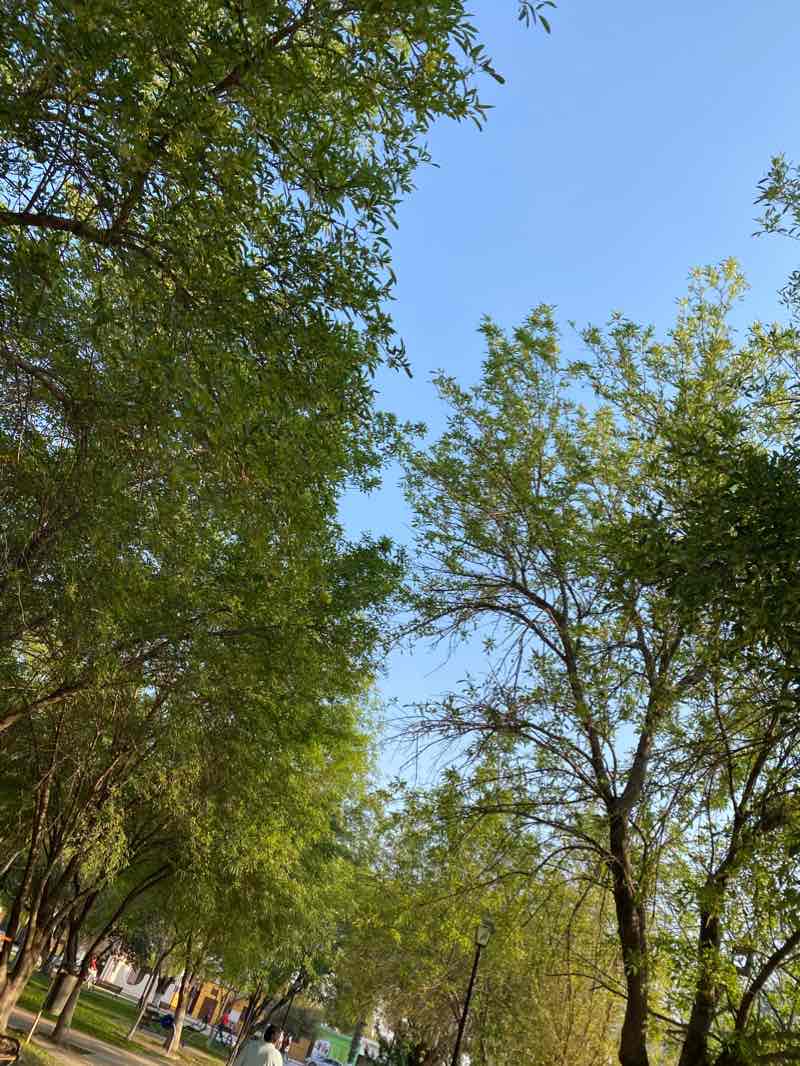 walking near me in Plaza Tampico in winter