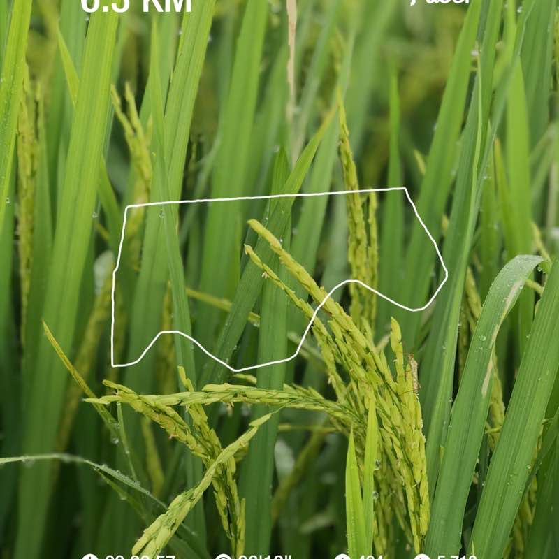 Hj_Kepaih_Longgaq post 1