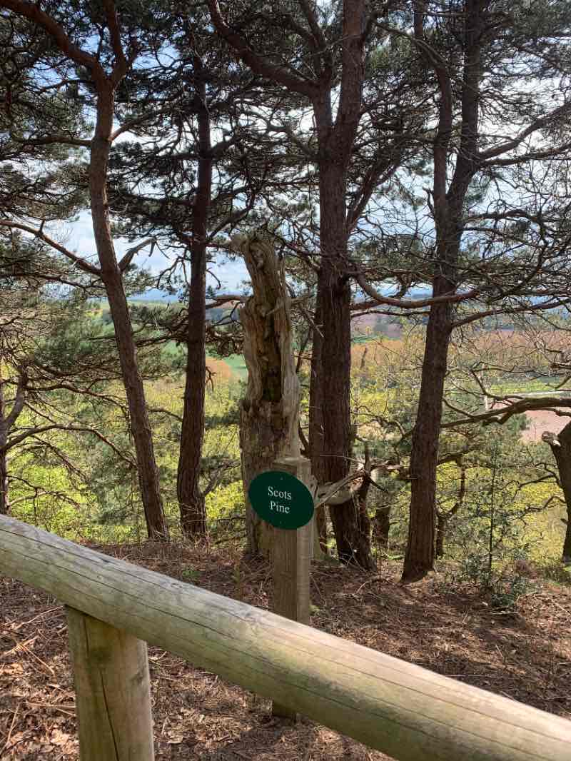 walking near me in Hawkstone Park Follies in winter