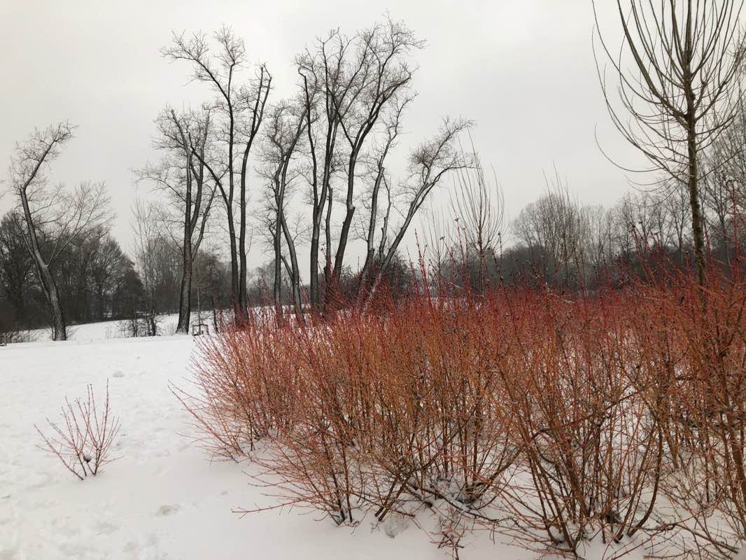 walking near me in Dommelplantsoen in winter
