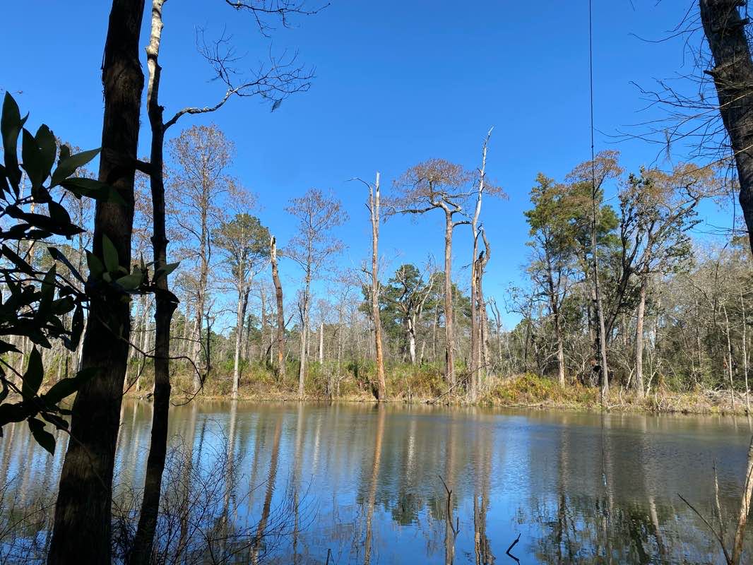 walking near me in Jesse H. Jones Park & Nature Center in winter