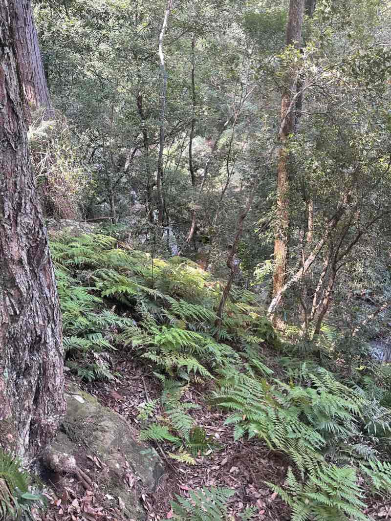 walking near me in Brisbane Water National Park in summer