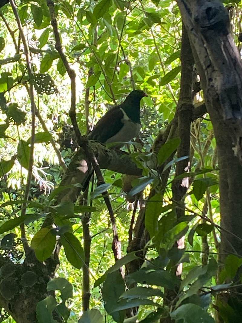 walking near me in Te Mata Trust Park in summer
