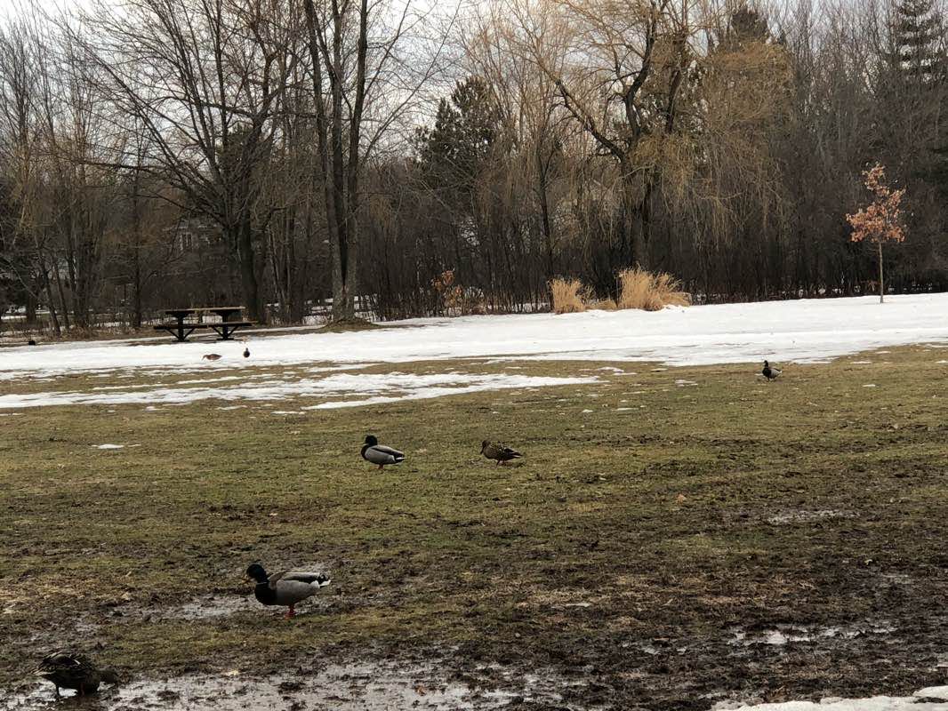 walking near me in Parc des Quatre-Pins in winter