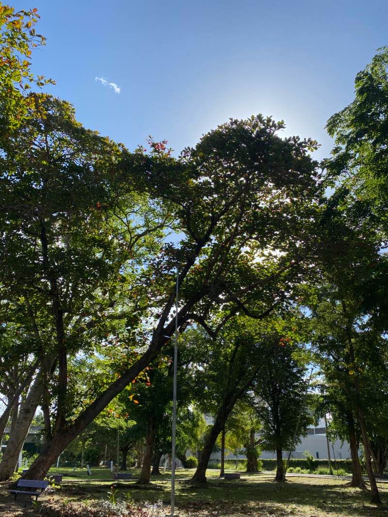walking near me in Parque Dr. José Narciso Gándara Cartagena in winter