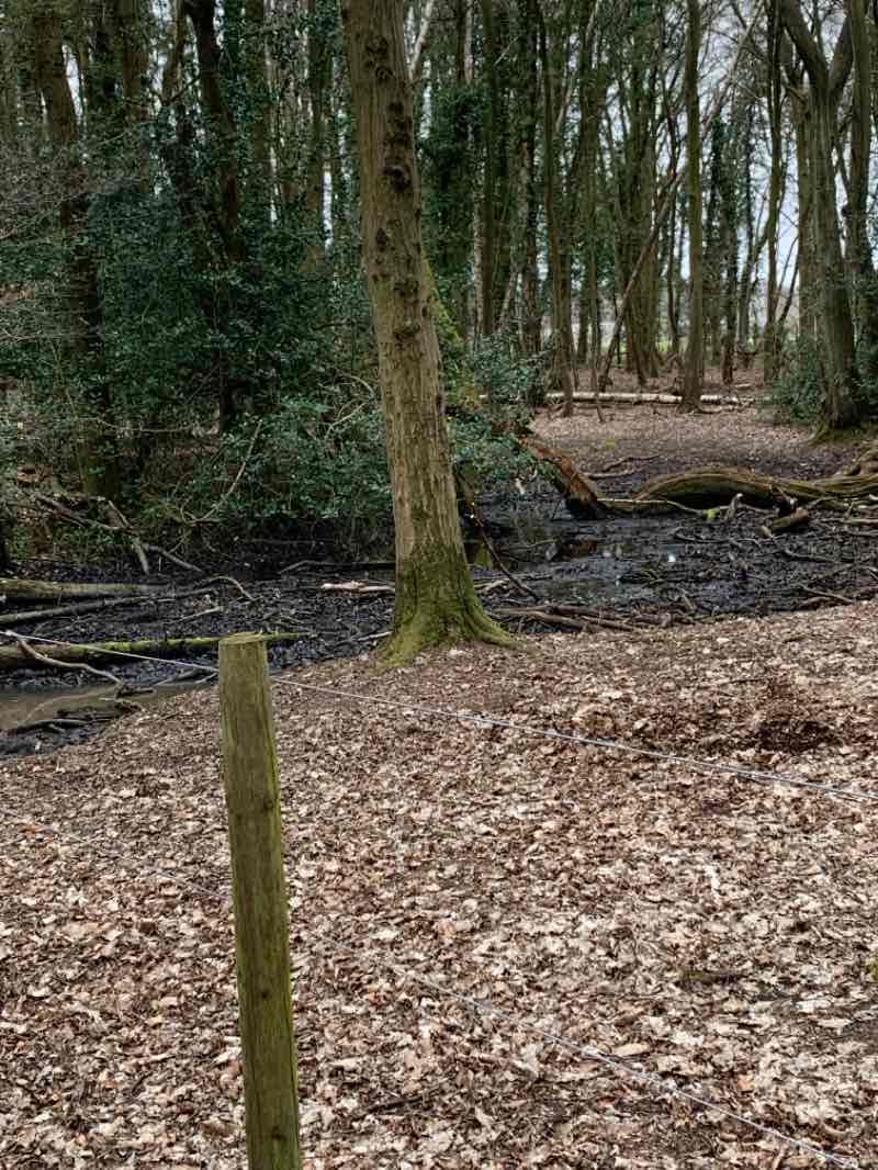 walking near me in Cheena Meadow in winter