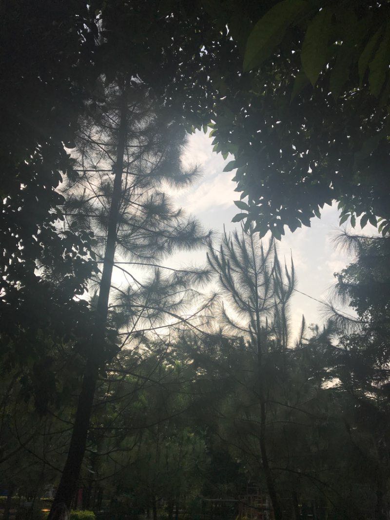 walking near me in Taman Merjosari in summer