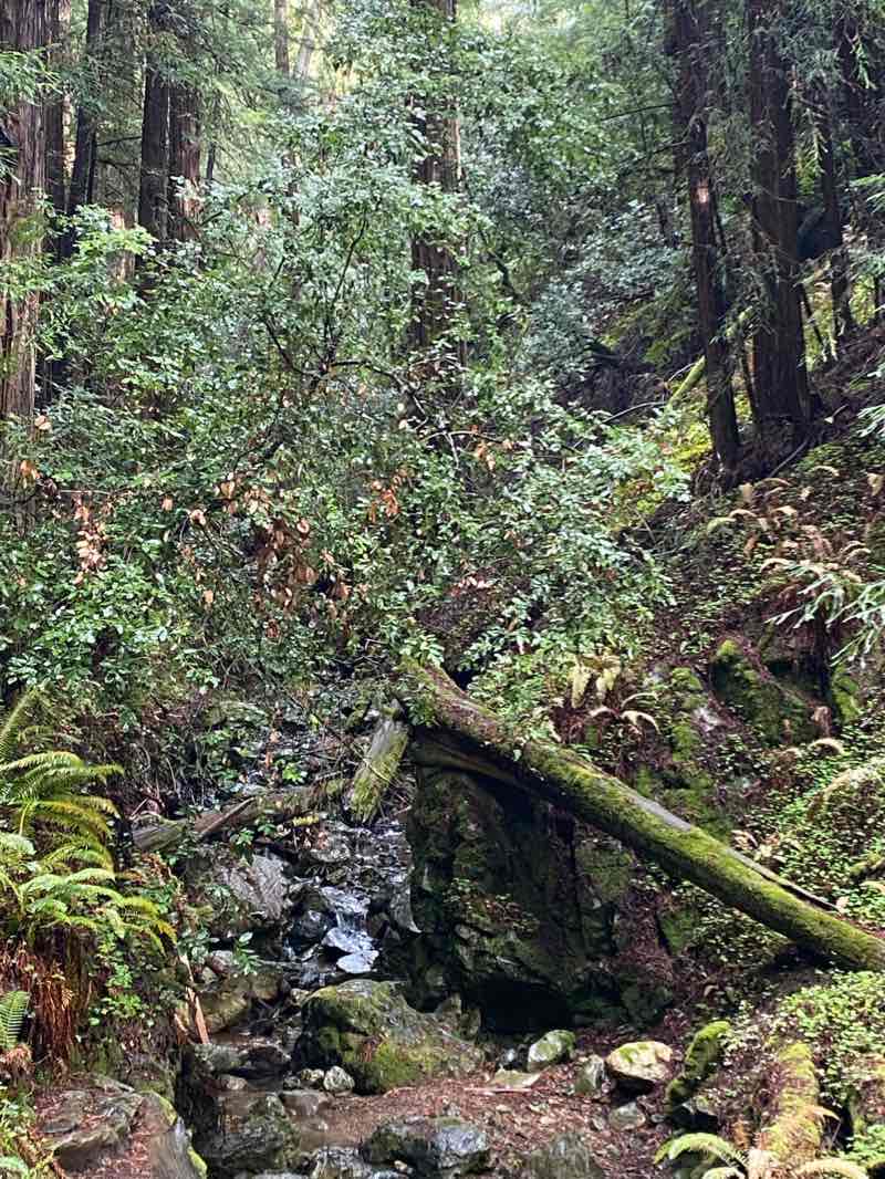 walking near me in Muir Woods National Monument in winter