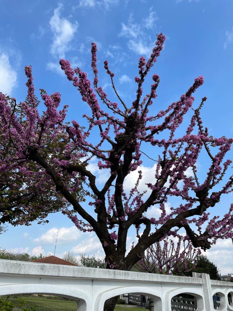 walking near me in Parco di Torre in winter