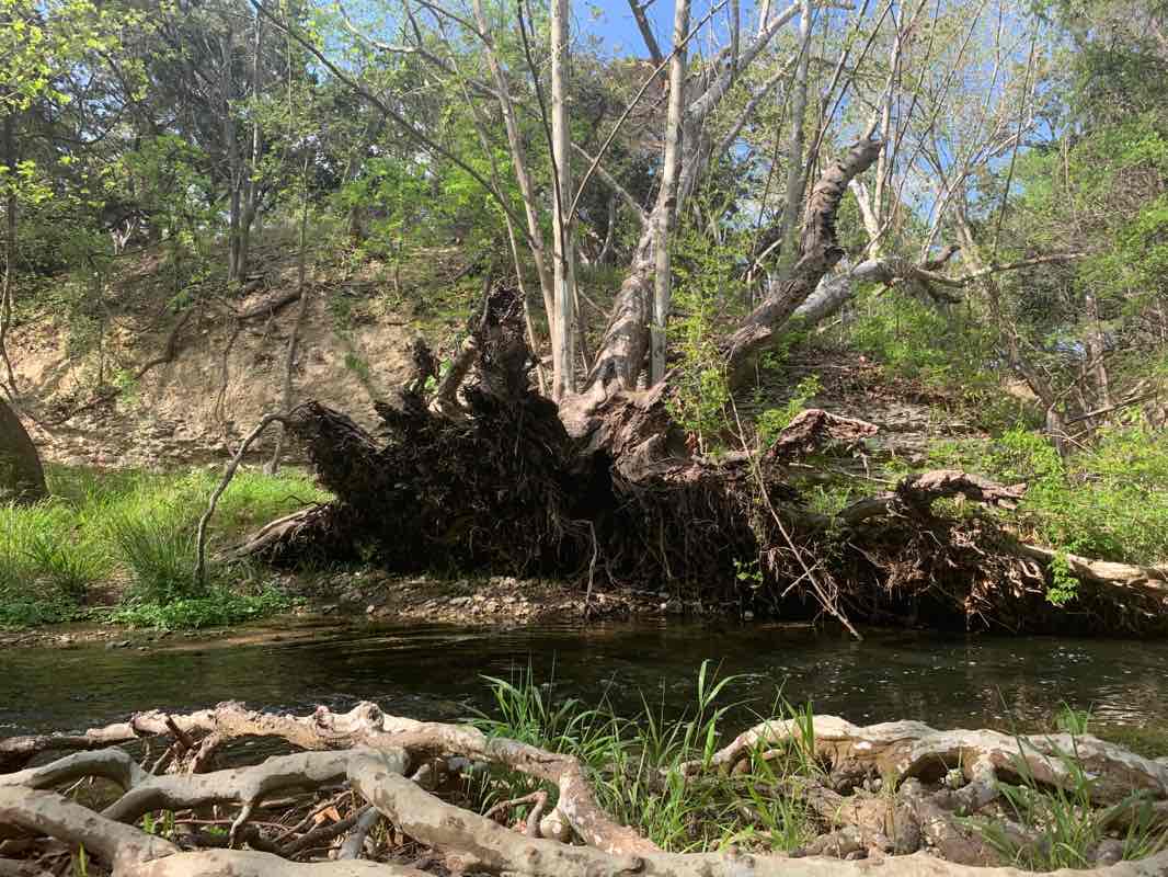 walking near me in Brushy Creek Greenbelt in winter