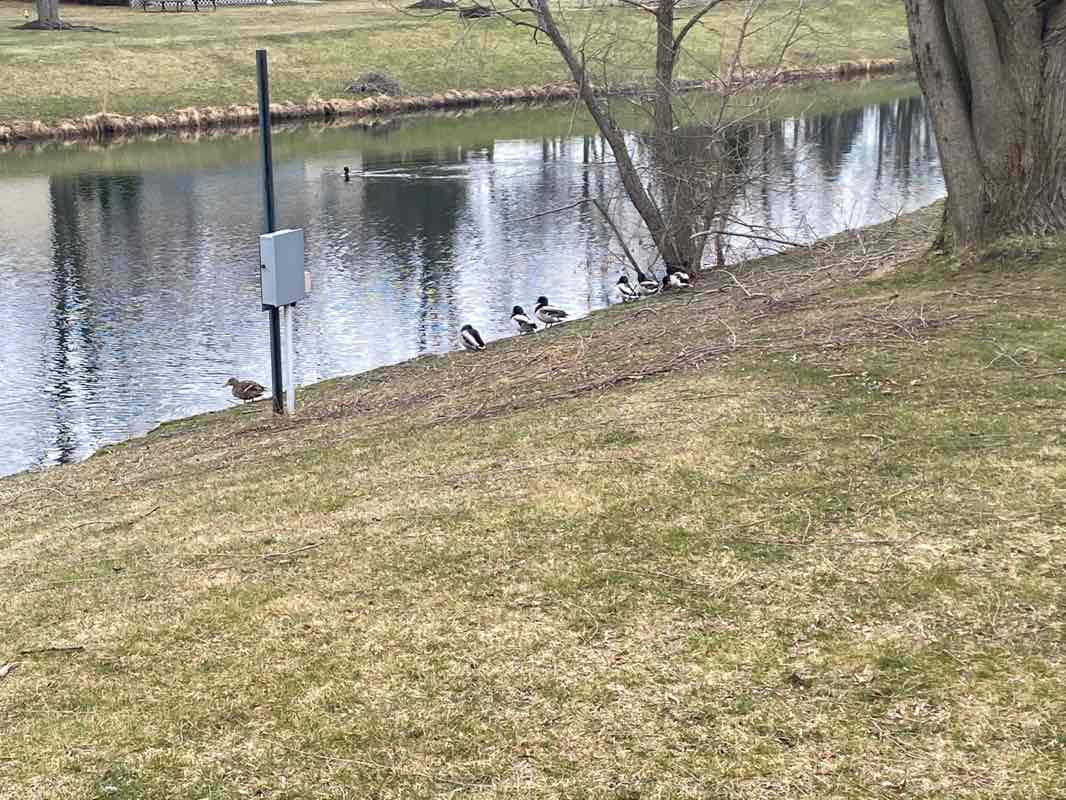 walking near me in Founders Park, Beach Park Il in winter