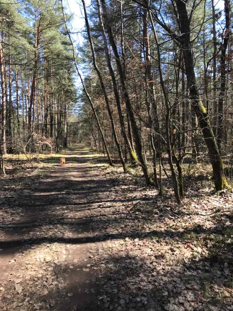 walking near me in Leśny Park Kultury i Wypoczynku "Myślęcinek" in winter