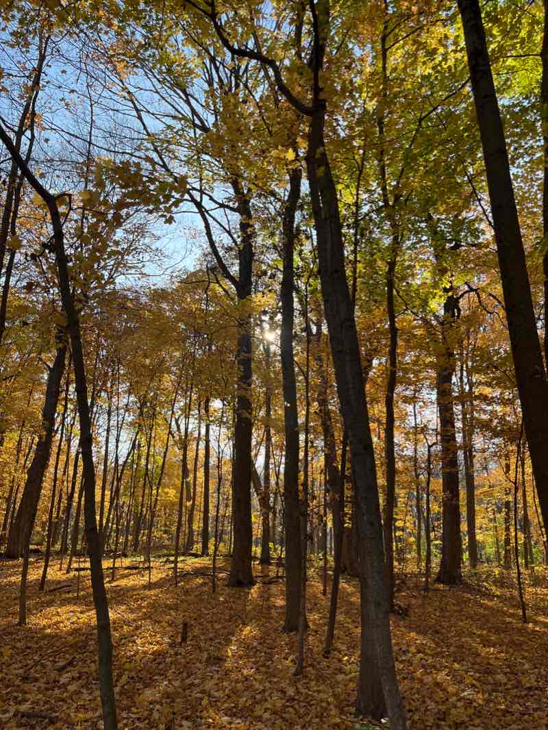 walking near me in Edward L Ryerson Conservation Area in winter