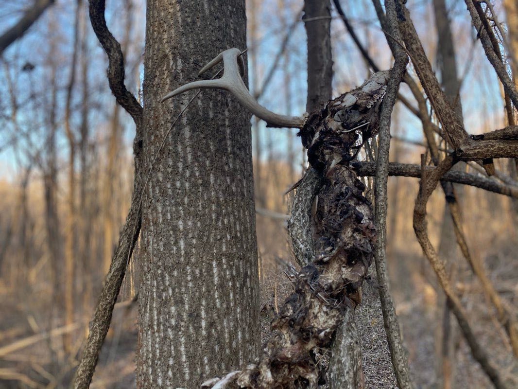 walking near me in Patuxent River State Park in winter