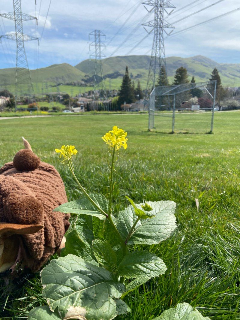 walking near me in Old Mission Park in winter