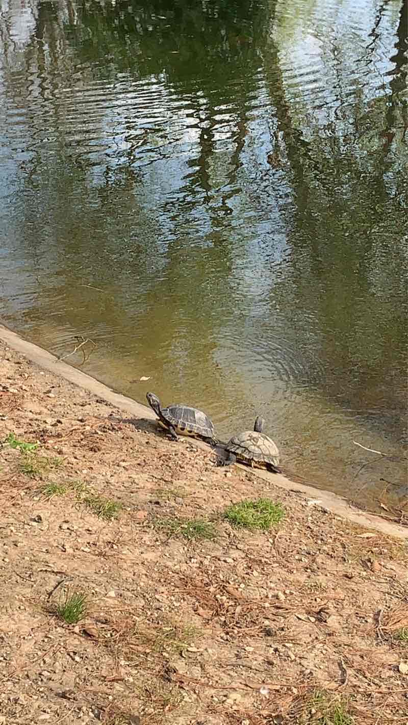 walking near me in Parco delle Mura in winter