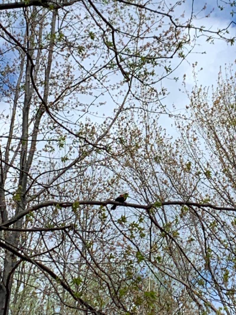 walking near me in Refuge faunique Marguerite d'Youville in winter