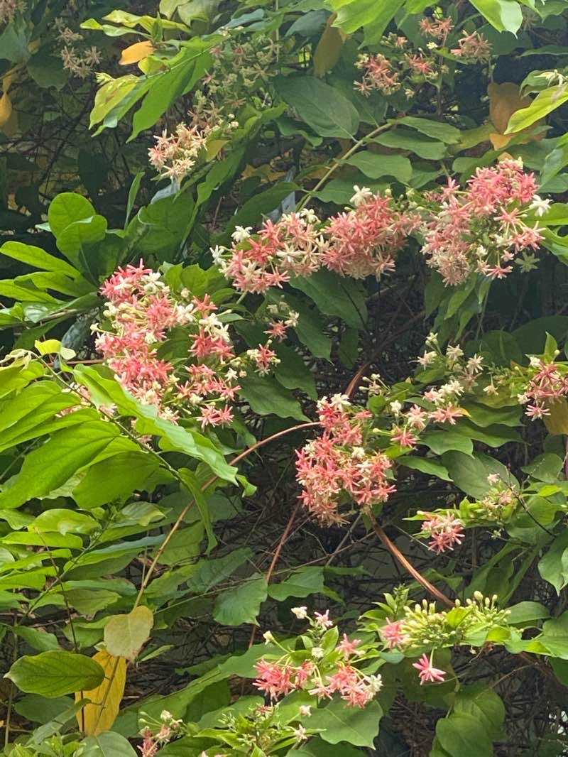walking near me in Công viên Bàu Cát in winter