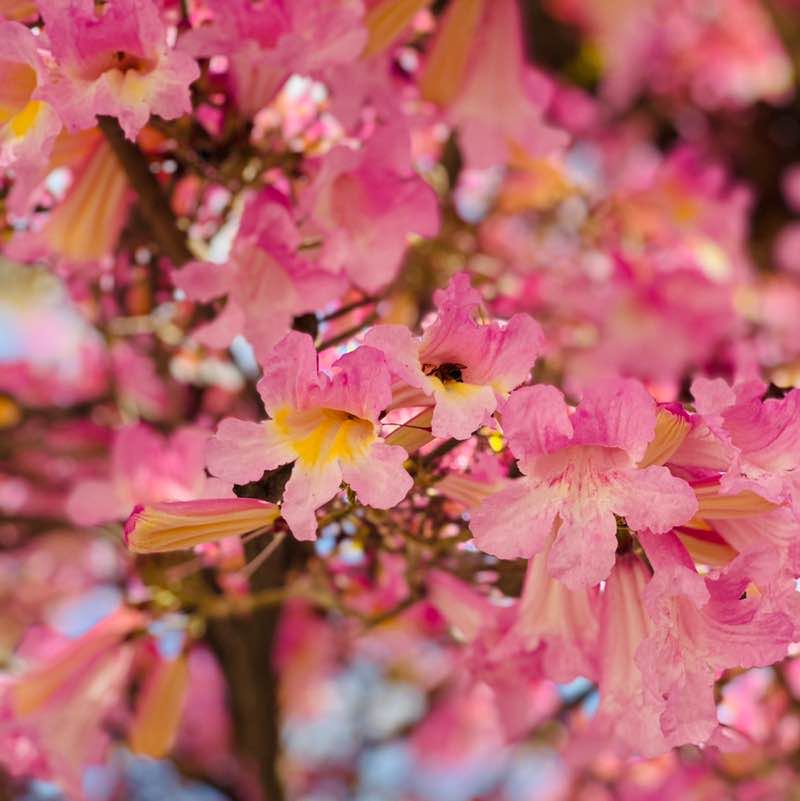 Hilda Karadsheh post 2