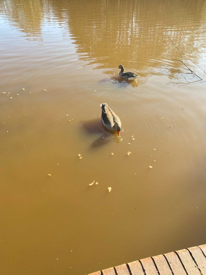 walking near me in Harmans Water Playing Field in winter