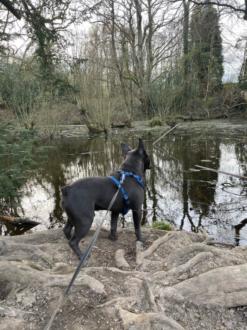 walking near me in Mount Noddy Recreation Ground in winter