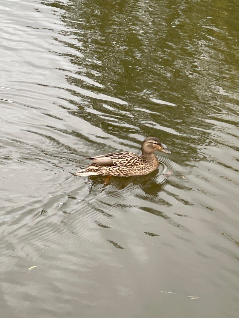 walking near me in Goytre Wharf in winter