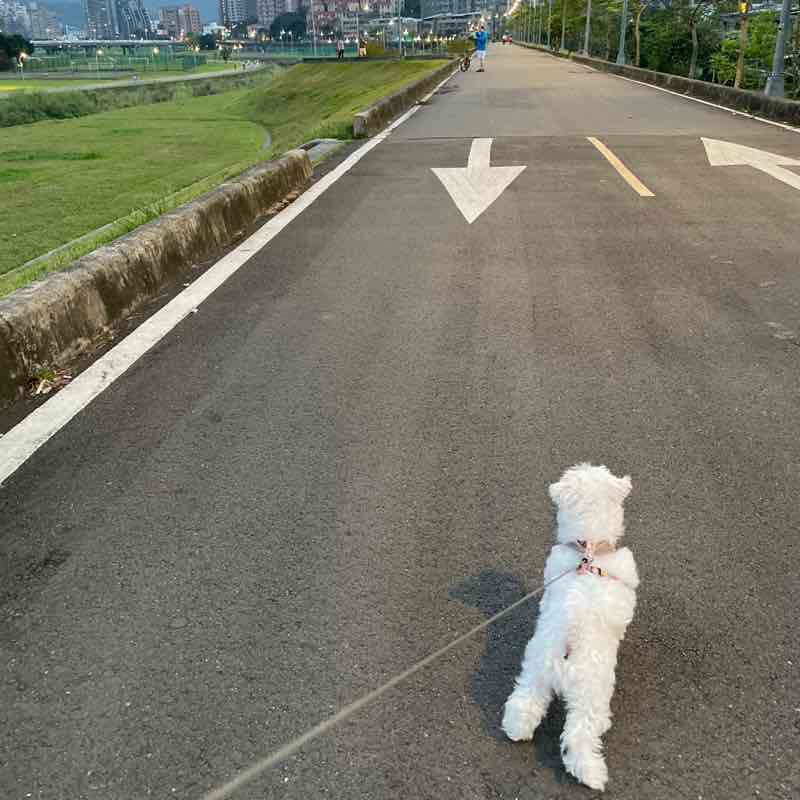 Sophia Chang TW 🇹🇼 post 1