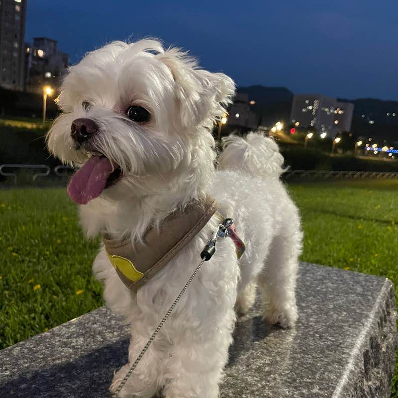 Sophia Chang TW 🇹🇼 post 3