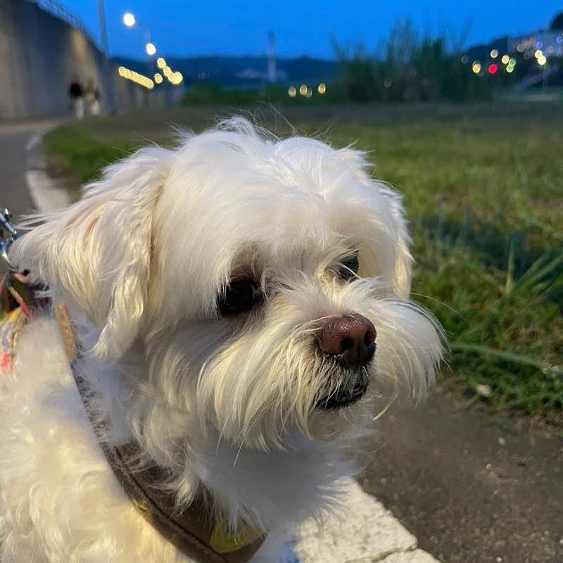 Sophia Chang TW 🇹🇼 post 2