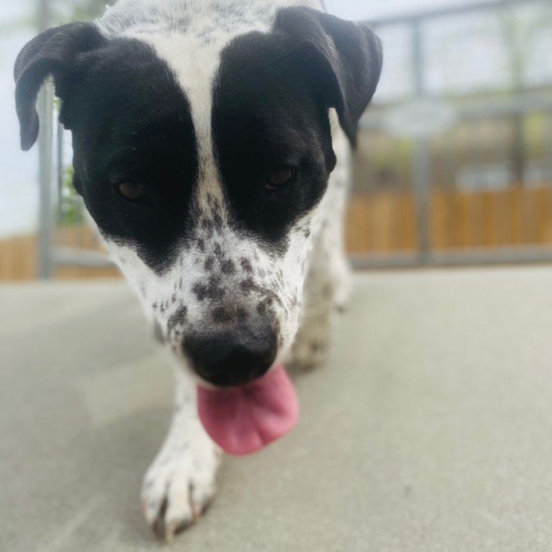 TeddJaz DogMamma post 3