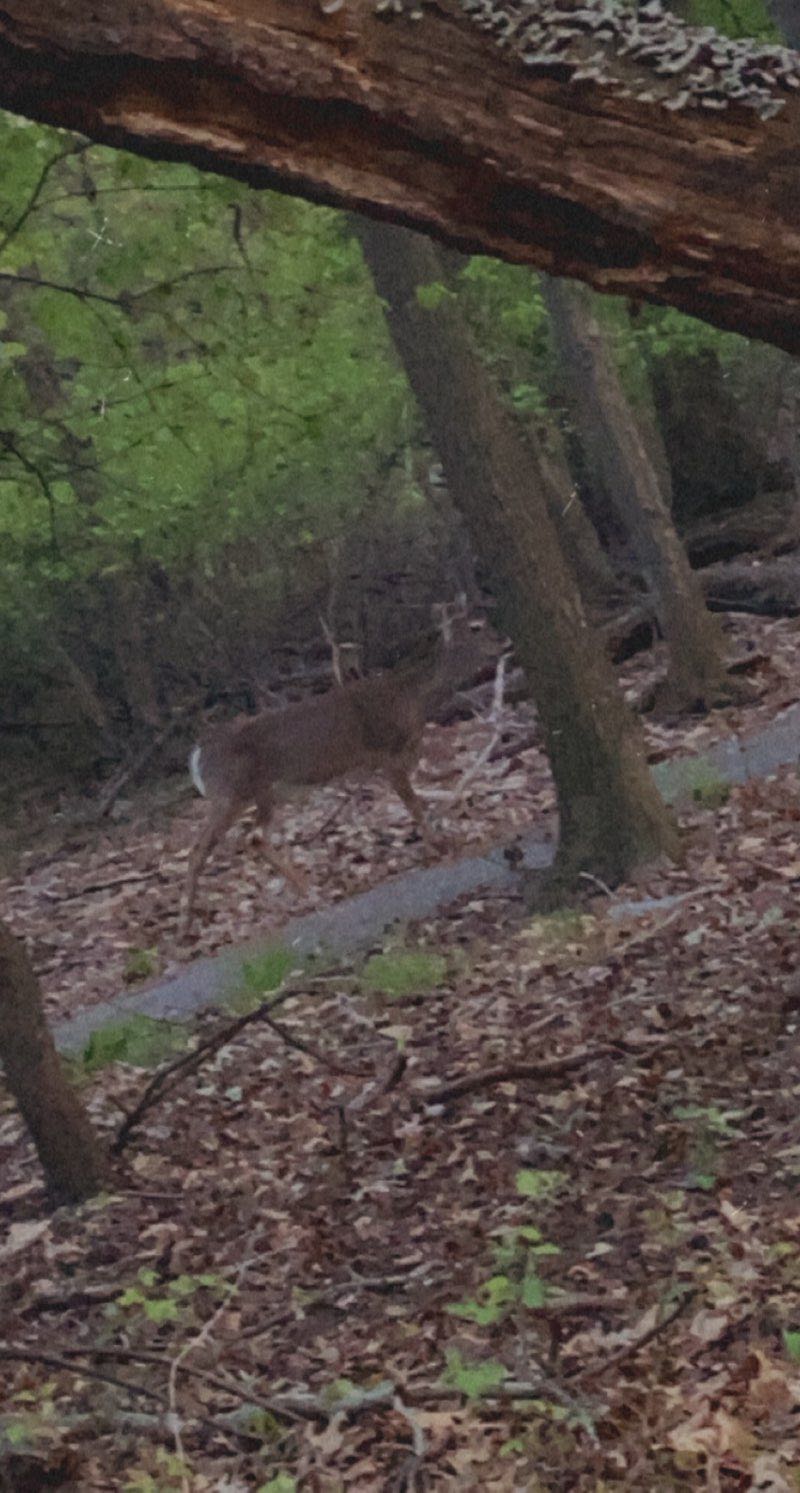walking near me in Joseph Medwick Park in winter