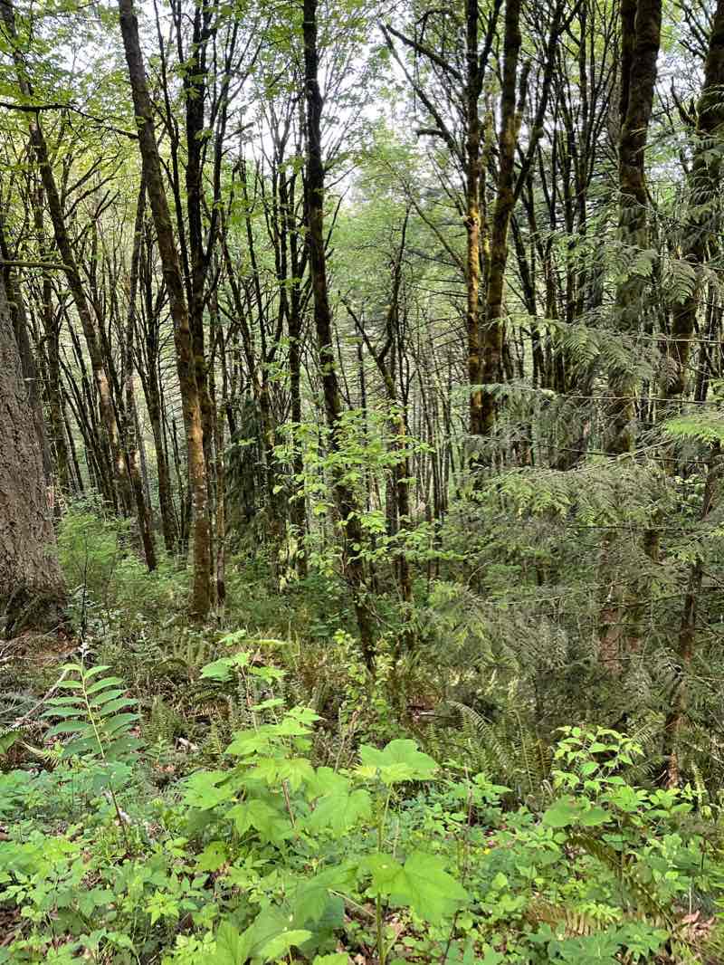 walking near me in Forest Park in winter