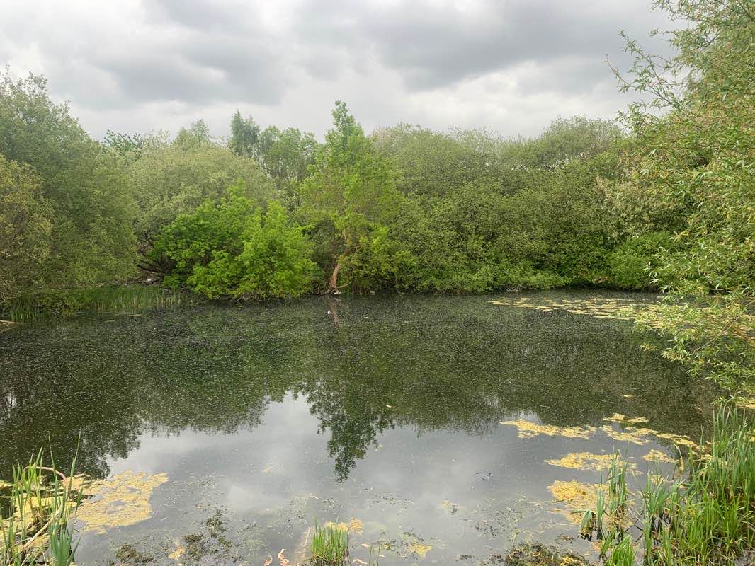 walking near me in Bedfont Lakes Country Park. in winter
