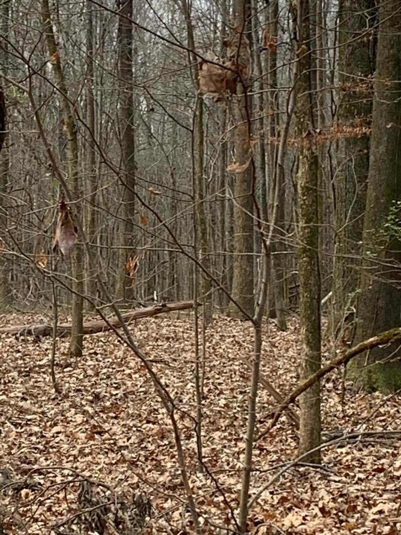 walking near me in Nesbit Park in winter