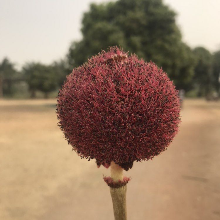 Kaka Adeyemi A post 1