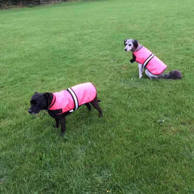 🇬🇧Susan🇬🇧 post 1