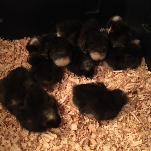 Path to Manliness post 1