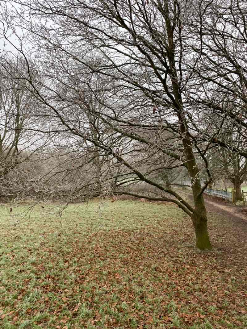 walking near me in Barrack Field in winter