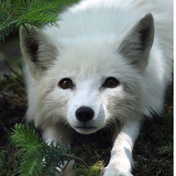 PacerGal_1963 post 1