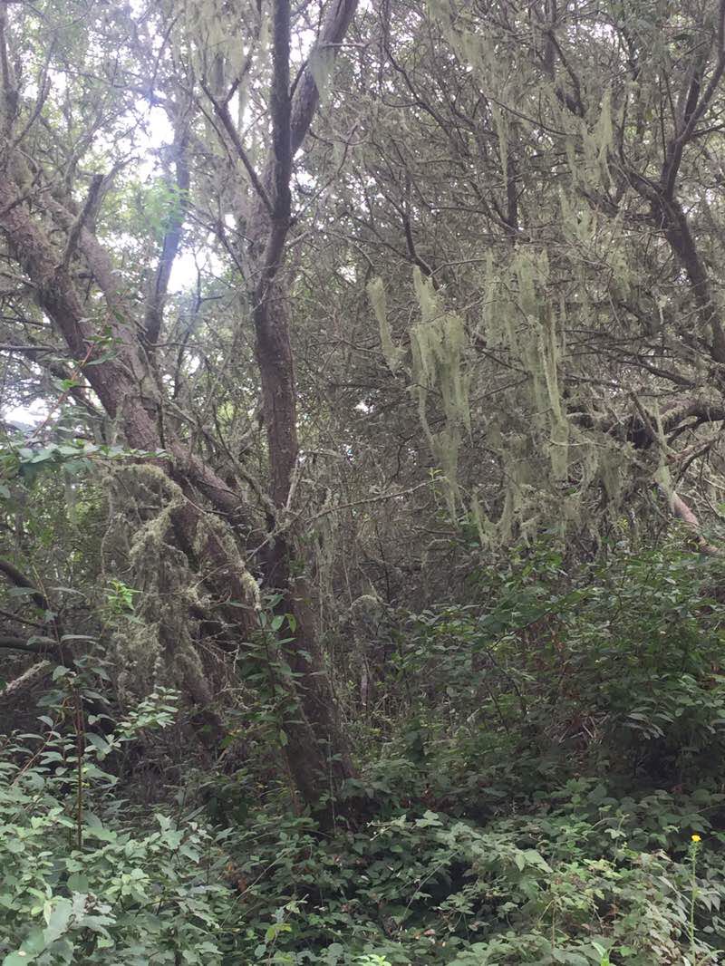 walking near me in Oceano Dunes State Vehicular Recreation Area in winter
